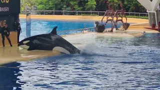 LORO PARQUE ORCA SHOW