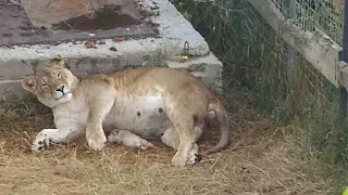 Lisa the lioness is giving birth. The first minutes of life of lion cubs. Taigan.