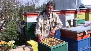 Пасіка 2.5 місяців без оглядів / Apiary 2.5 months without inspection