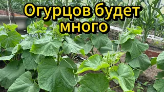 Первая и важная подкормка огурцов. ЧЕМ И КОГДА ПОДКОРМИТЬ. #огурцы