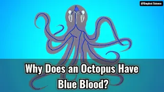 Why Does an Octopus Have Blue Blood?