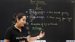MORPHOLOGY IN FLOWERING PLANTS in 1 Shot - All Theory & PYQs | NEET Crash Course | UMEED 2.0