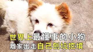 遇見最懂事的小狗，15歲離家出走，自己刨坑挖墳【小奶狗觀影】