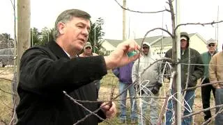 The New Tall Spindle Apple Orchard System: Tying down young trees