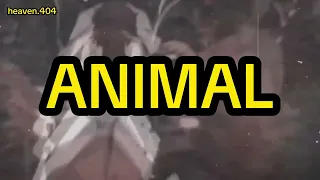 "Animal" - Magnolia Park, Ethan Ross & PLVTINUM (Tradução/Legendado) AMV Mix