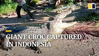 Indonesian man captures 4.3-metre crocodile that was terrorising local village