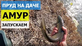 Зарыбок амура и карпа в пруд на даче! Копанка своими руками!