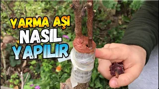 Yarma Şeftali Aşısı Nasıl Yapılır | Ağaç Aşılama