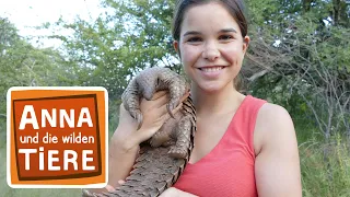 Das Tannenzapfentier | Reportage für Kinder | Anna und die wilden Tiere