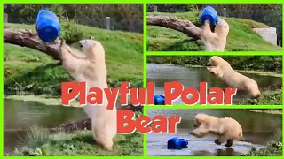 Beautiful Cute Polar Bear Playing with blue barrel at Jimmy's Farm Ipswich | Easter 29th March 2024