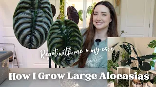 How I Grow Large Alocasias! Updated Care Routine and Chatty Repot with me! Luna Update