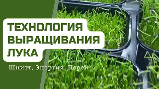 Технология выращивания Лука | Народные Семена