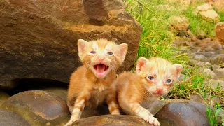 A Girl Rescued Two Little Kittens From A Dangerous Spot