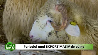 Pericolul unui export masiv de ovine 03 03 2021