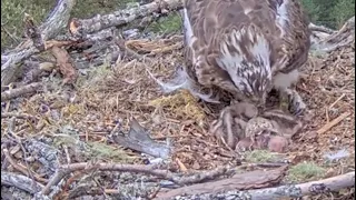 NEWS! NEWS! Welcome little bob3! The Loch Arkaig Ospreys now have three Osplets 24 May 2024 (zoom)