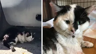 Frau findet weinendes Kätzchen unter Wohnmobil...