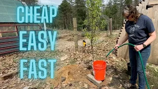 The Best Off Grid Drip Irrigation For Watering Fruit Trees!