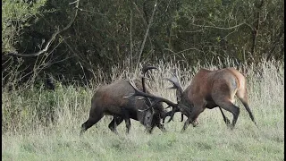 JELENIA RUJA V POLIACH 2022/ RED DEER RUT 2022 / RYKOWISKO 2022 / HIRSCHBRUNFT ROHREN 2022