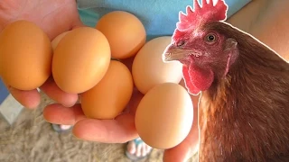 What to feed your chickens so they lay eggs year round.