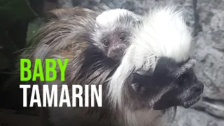 Meet Ash! Idaho Falls Zoo Announces Birth of Cotton top Tamarin