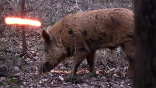 Wild Boar Are Tough! EPIC Bowhunt For Big Hog