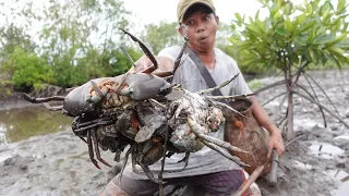 Unique Fishing - Catch Huge Mud Crabs at Swamp after Water Low Tide