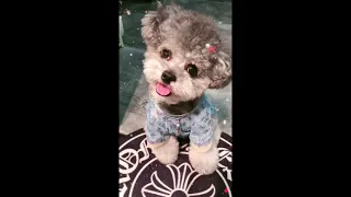 【Compilation】Dog Pet Puppy Pomeranian Grooming Teddy bear style ! dogs story #92