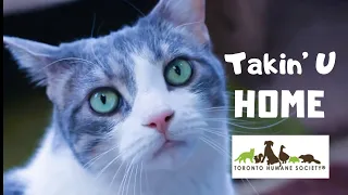 Kelsi Mayne- Takin' U Home (Official Music Video @ Toronto Humane Society)