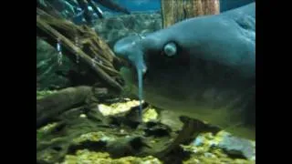 Huge blue catfish