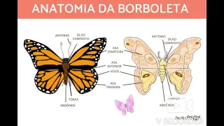 Olhem para uma anatomia de borboletas