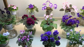 AFRICAN VIOLETS - Blooming in November 2020 - Part II - Miniatures & Bubble Garden