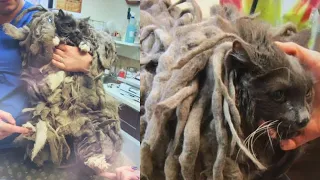 Abandoned cat gets much needed haircut to remove 5 lbs of matted fur and dirt