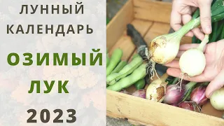 ОЗИМЫЙ ЛУК: Лунный Календарь 2023! Когда лучше и правильно сажать / сеять осенью лук под зиму?