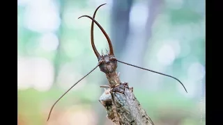 Потрясающе детализированные макрофотографии крохотных живых существ