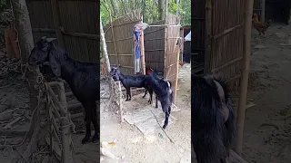 Goat Beautiful Moments Time Of Village Farm/2023 Ep:128