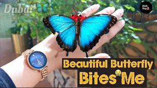 Dubai Beautiful Butterfly Bites Me🥺 | Dubai Butterfly Garden 2022 |Colourful Butterfly|Butterflies 🦋