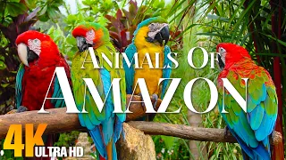 Amazon Jungle 8K ULTRA HD | Tropical Birds of Amazon Rainforest | Relaxation Film