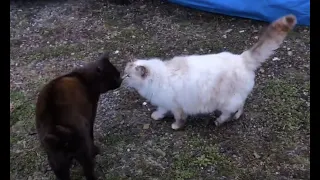 White cat's reaction to the arrival of her favorite black cat