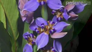 Timelapse of Walking iris flowers opening. Controlled conditions, native to Brazil.