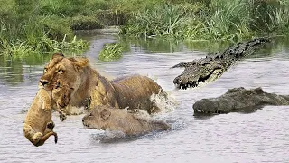 NEW Crocodile Try To Ambush Mother   Baby Lions Crossing River But Fail HD