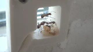 Camponotus Nicobarensis. Муравьи 1.5 месяца