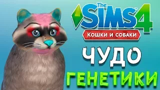 ЧУДО ГЕНЕТИКИ ЕНОТ | The Sims 4 Кошки и Собаки