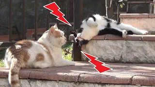 Cat Gets His Heart Broken by His Girlfriend and Takes Revenge!