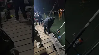 monster fish wants to break fishing rod  loaded up with hot back to back video shorts cosway peir