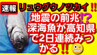 何かの前兆‼️深海魚が高知県で2日連続見つかる‼️リュウグウノツカイ‼️日本全国で起こる異常現象‼️2023年6月13日‼️