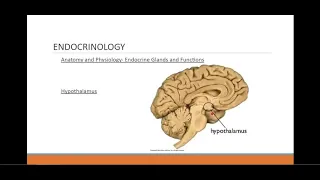 Brief Endocrinology Review for ALS Providers