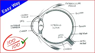 Eye Diagram drawing CBSE || easy way || draw Human eye anatomy - Step by step for beginners