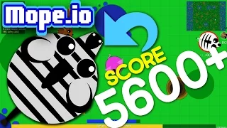 Mope.io - 5600+ SCORE Gameplay #5 - ZEBRA
