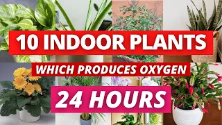 Which 10 Indoor plants gives you 24 hours of oxygen?