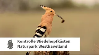 Dem Wiedehopf auf der Spur - mit den Rangern aus dem Naturpark Westhavelland